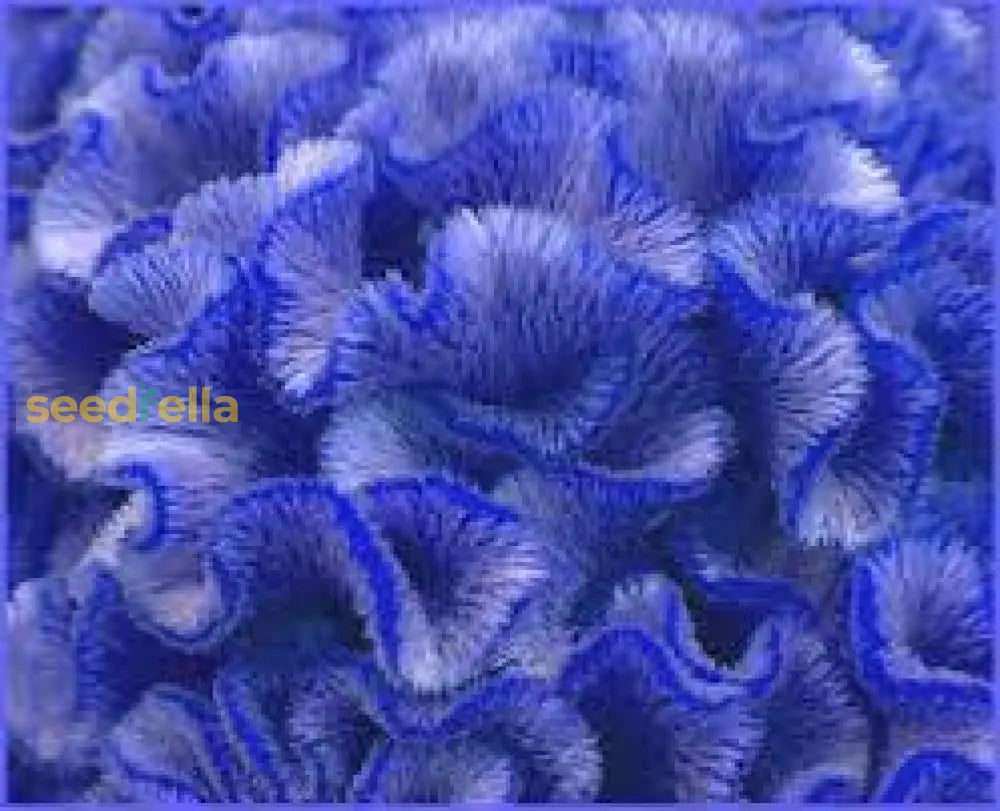 Cockscomb Blue Flower Seeds For Planting  Vibrant Annual Blooms