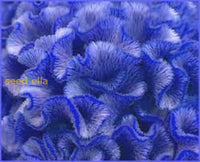 Cockscomb Blue Flower Seeds For Planting  Vibrant Annual Blooms