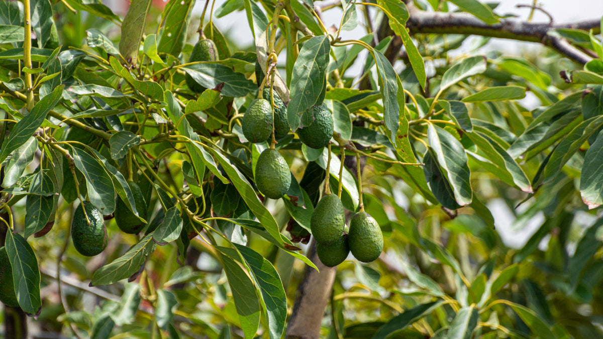 Coldhardy Avocado seeds for planting non GMO