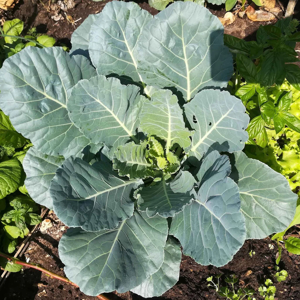 Green Collard Flower seeds for Planting - Bright Blooms, Heirloom & GMO Free Seeds for Home Garden