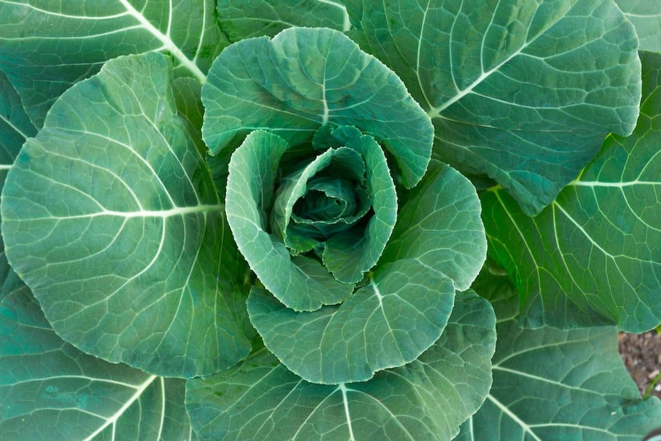 Collard green seeds for easy home gardening