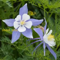 Colorado Blue Flower Seeds For Planting  Brighten Your Garden With Stunning Blooms