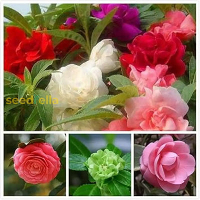 100 Pcs