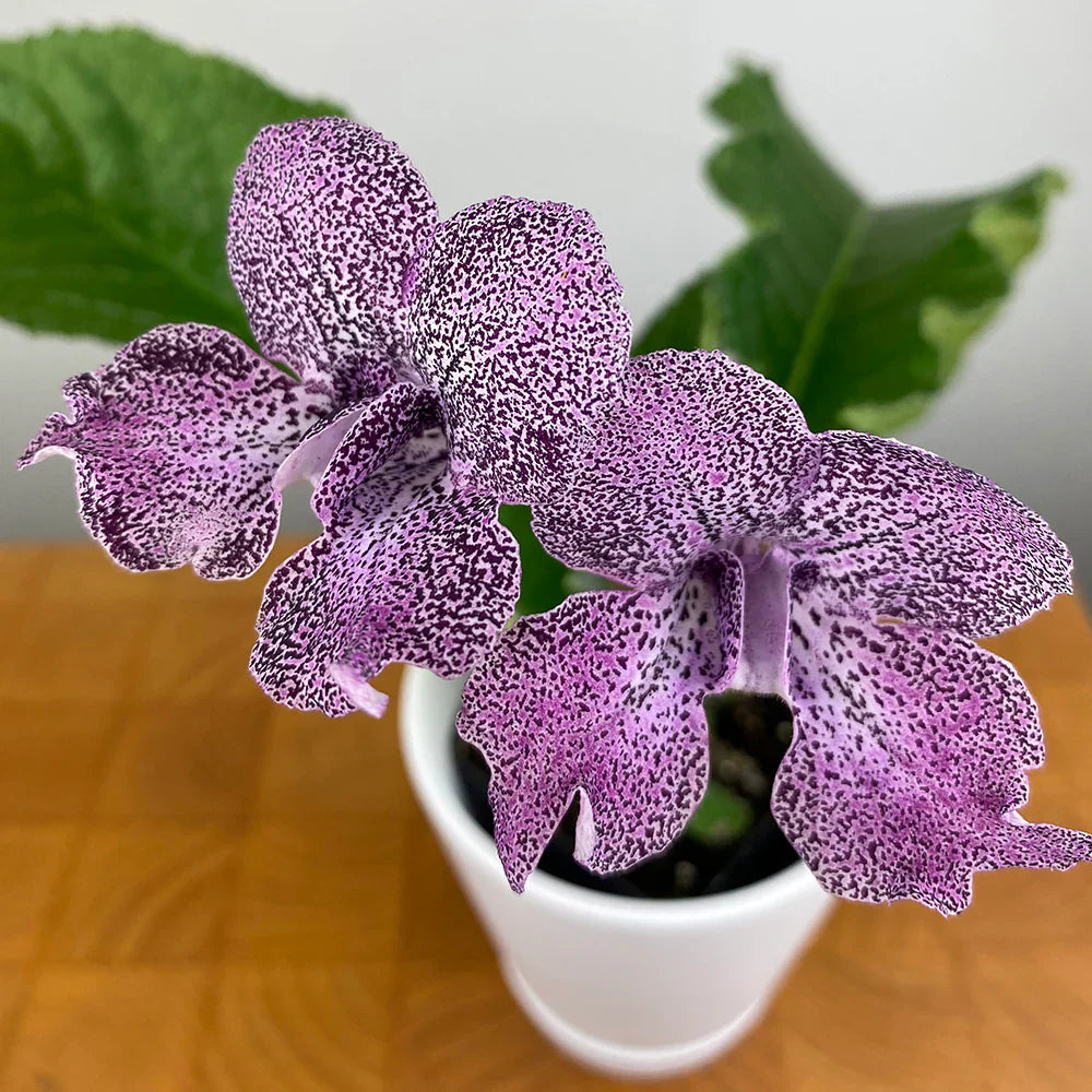 Colorful Streptocarpus Planting Seeds