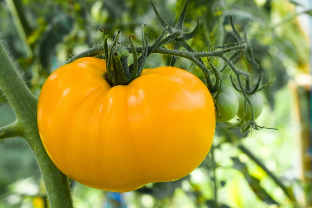 Fresh harvest of yellow and light green tomatoes