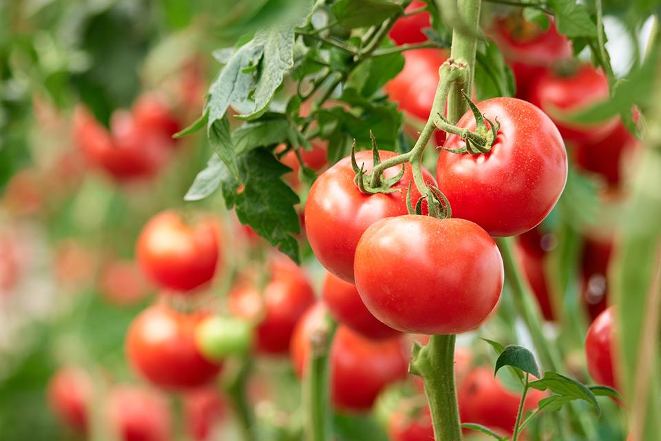 Colorful tomato seed varieties for gardeners