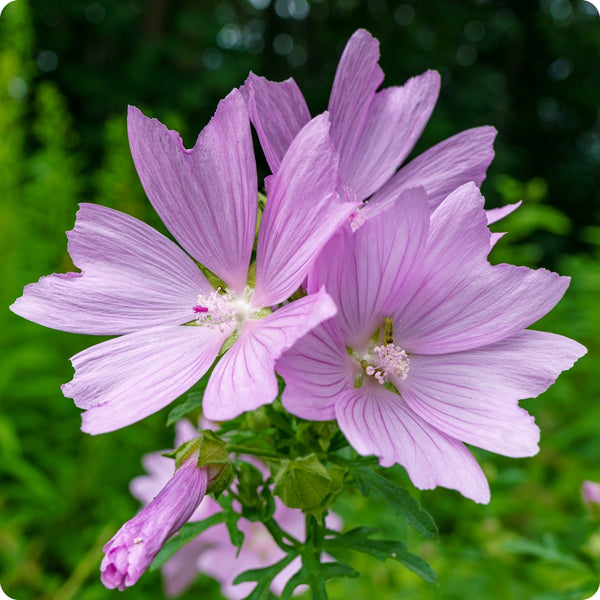 Common Mallow seeds Malva sylvestris pink purple flowers