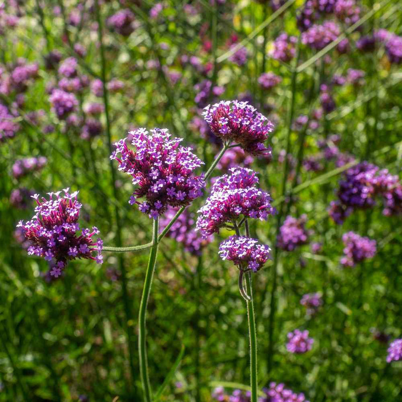 Pink and purple Vervain blooms grown from high-quality seeds