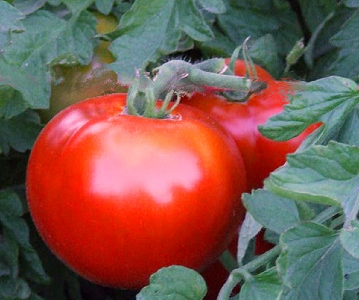 Compact tomato seeds for small-space gardens
