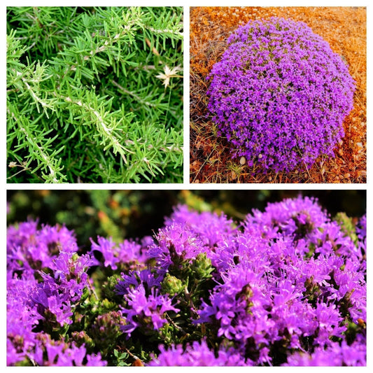 Packet of Conehead Thyme seeds for planting