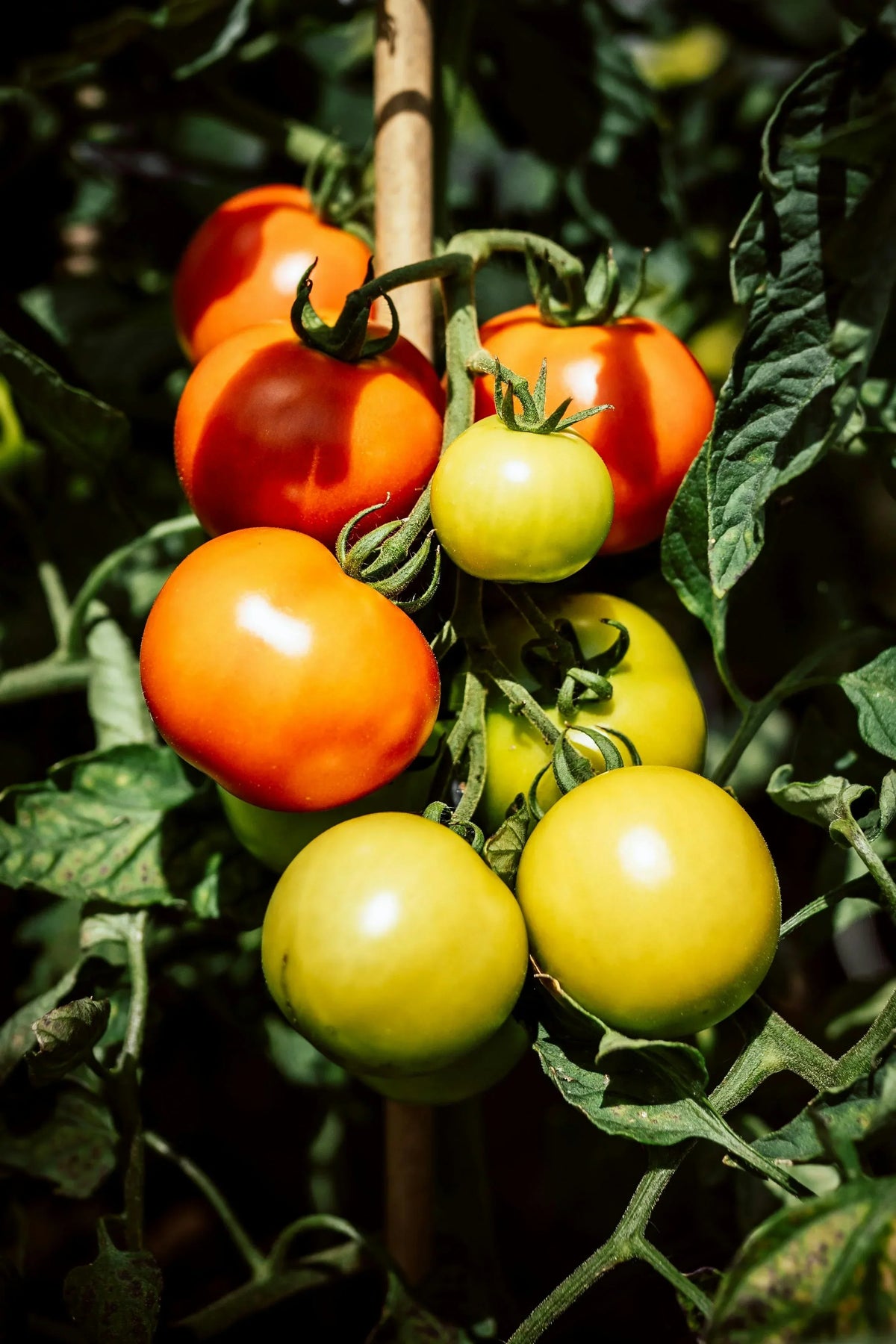Mixed Tomato seeds suitable for container planting and raised beds