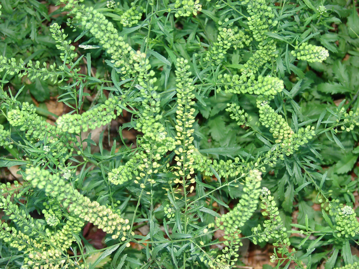Pepperweed seeds for container and balcony gardening