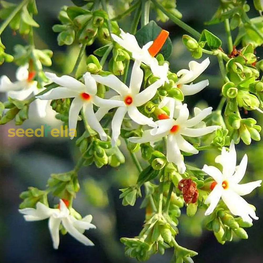 Coral Jasmine Flower Planting Seeds For Vibrant Garden Blooms