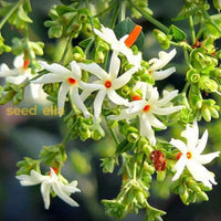 Coral Jasmine Flower Planting Seeds For Vibrant Garden Blooms