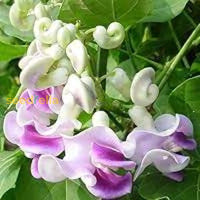 Corkscrew Vine Planting Seeds For Stunning Climbing Blooms Flower