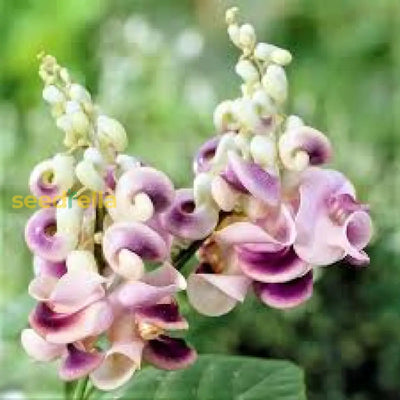 100 Pcs