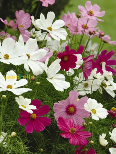100 Pcs