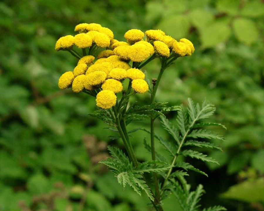 Costmary Herb Growing in Home Garden