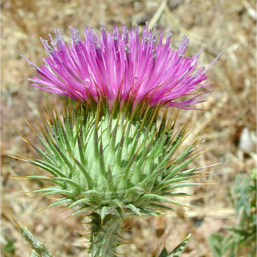 Onopordum Seeds for Thriving Plants - Perfect for Easy Planting