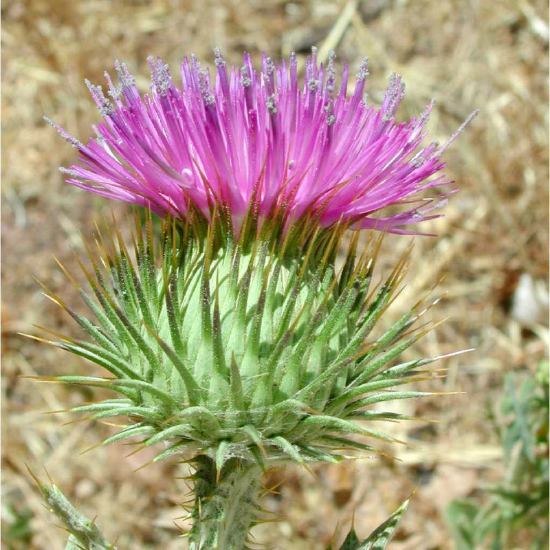 Onopordum Seeds for Thriving Plants - Perfect for Easy Planting