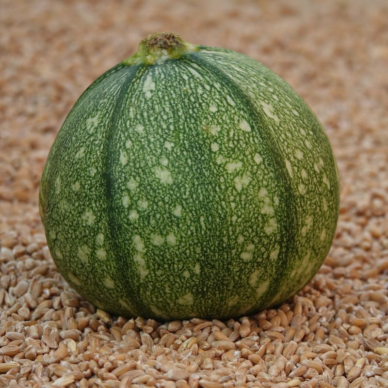 Green Ronde de Vegetable Seeds for Easy Planting