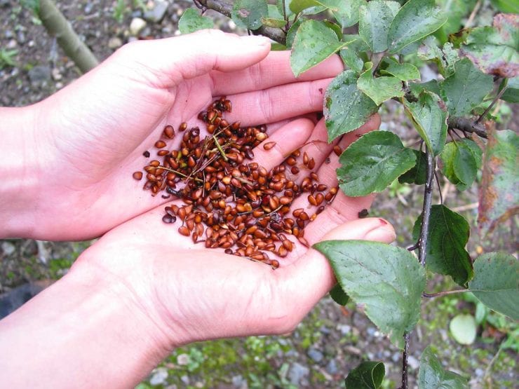 Crab apple seed germination and planting guide