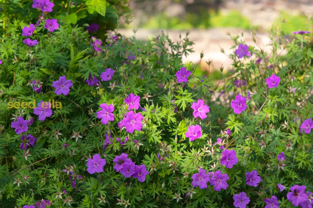 Cranesbill Geranium Seeds For Planting - Perennial Flowering Flower