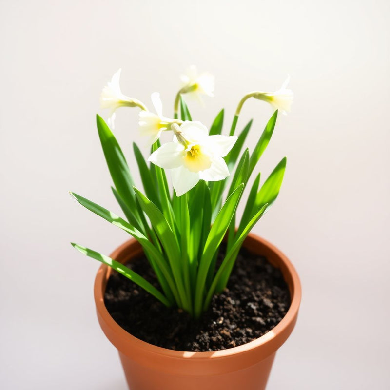 White Violet Daffodil Seeds for Planting in Your Garden