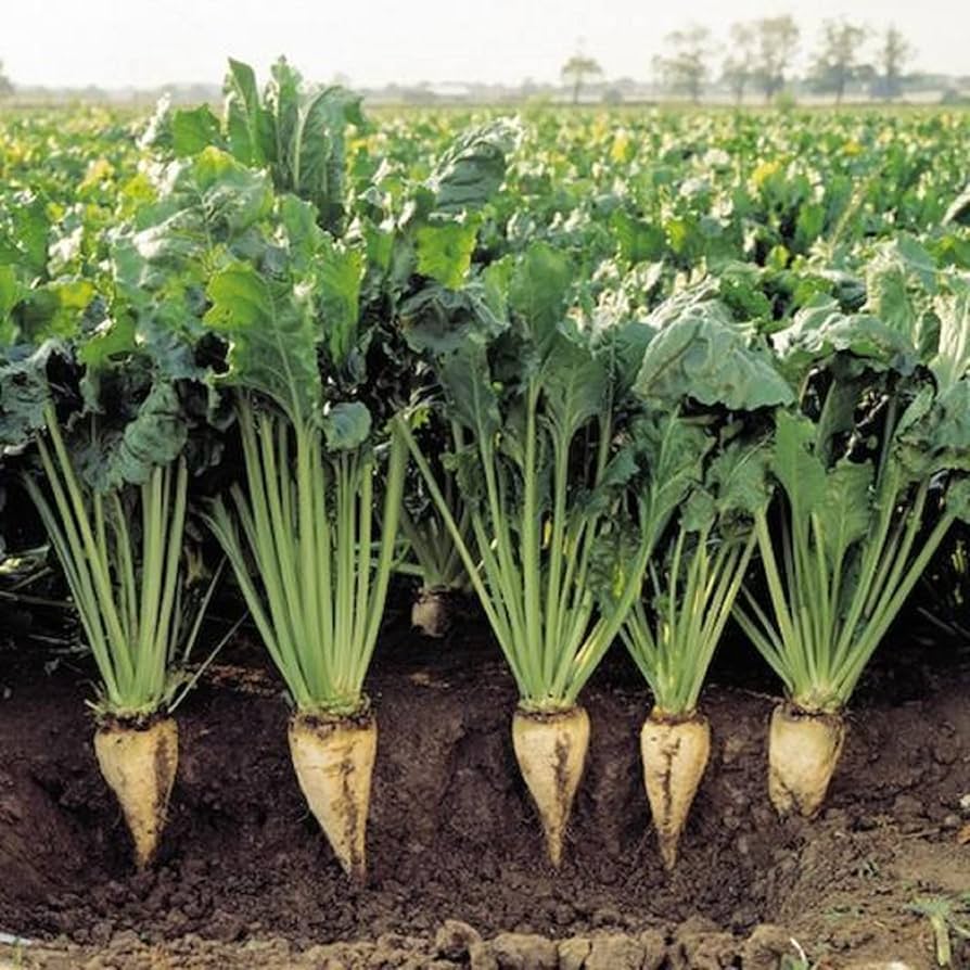 Cream beet root seeds for easy garden planting
