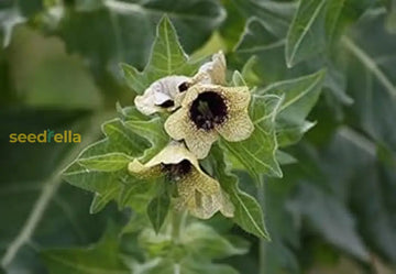 Cream Henbane Seeds For Planting Flower