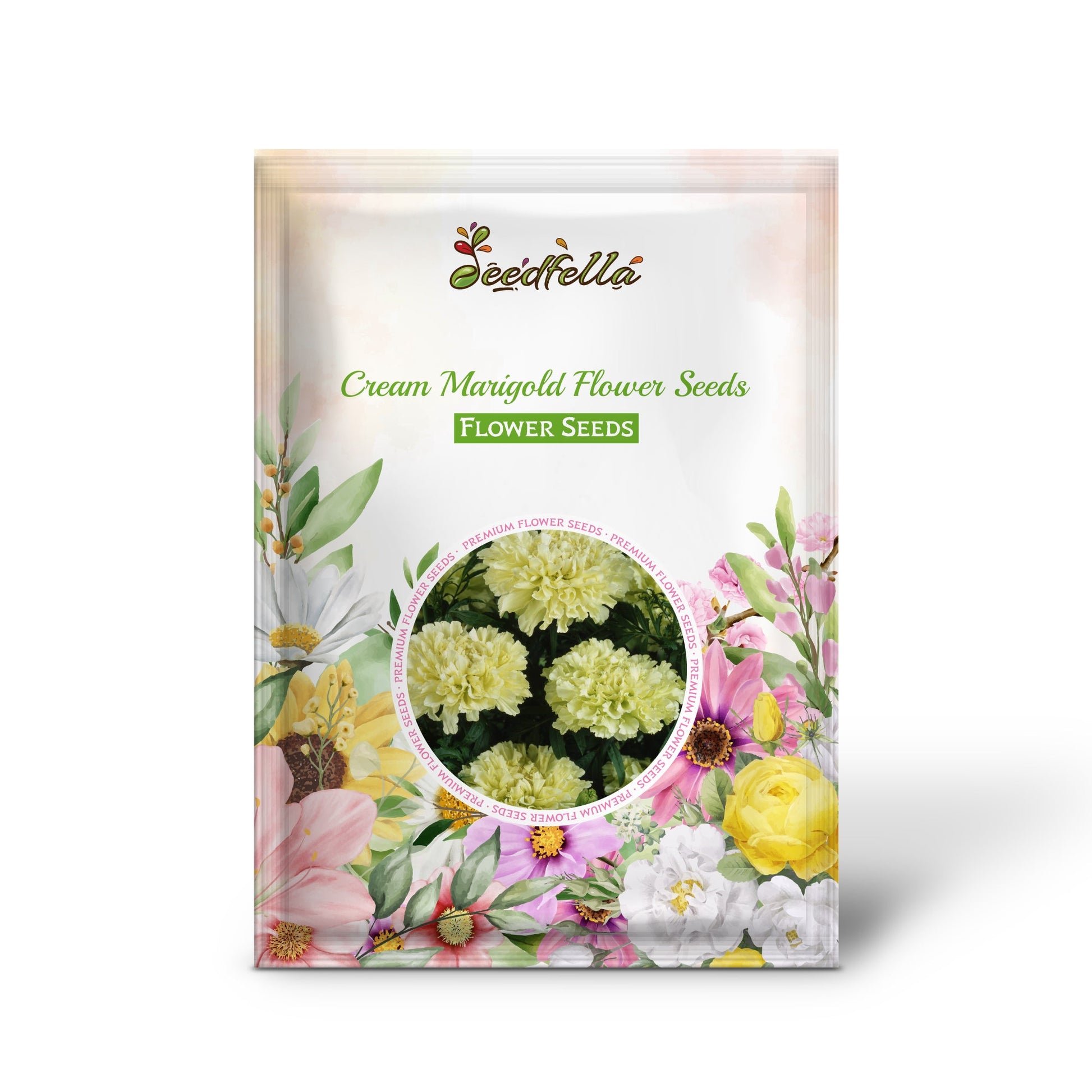 Cream Marigold seeds germinating young plants