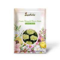 Cream Marigold seeds germinating young plants