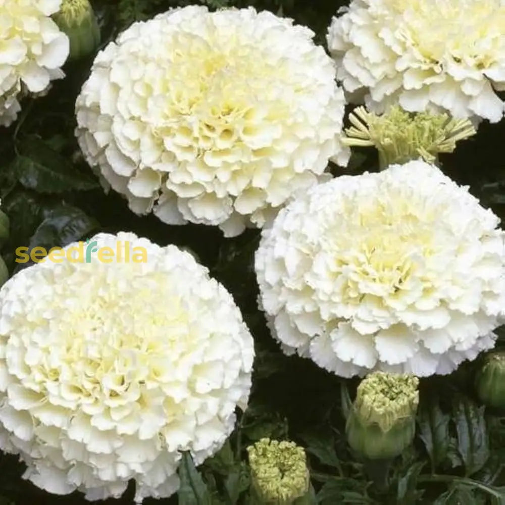 Cream Marigold seeds for planting