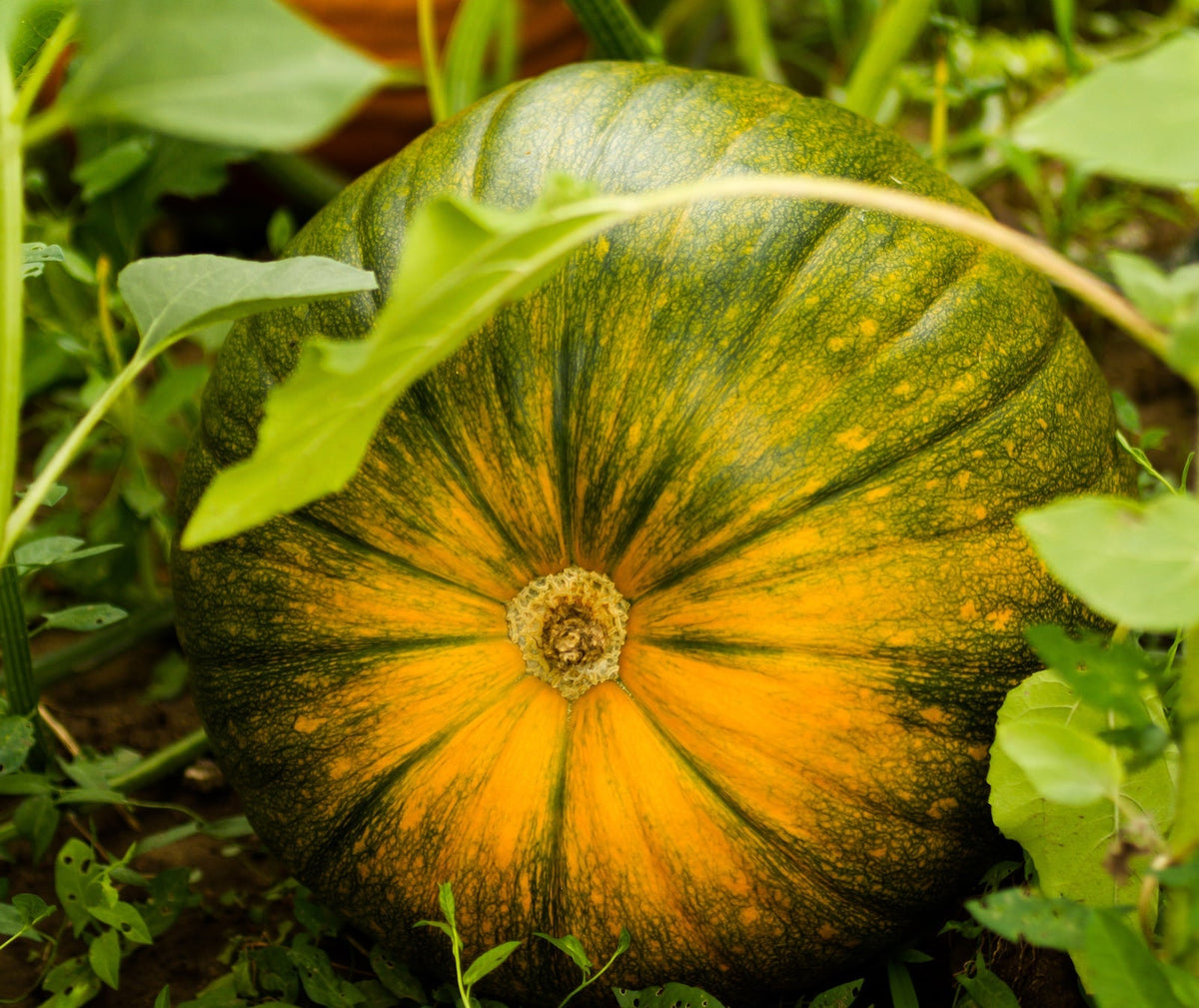 Cream Pumpkin seeds for planting non GMO