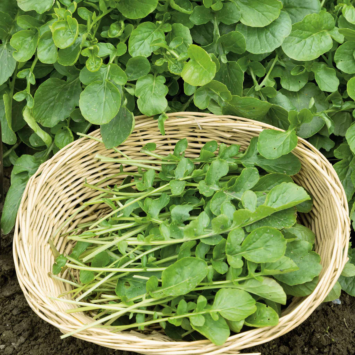 Freshly harvested Wrinkled Crinkled Cress microgreens