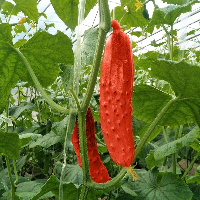 Crisp Red Cucumber seeds for planting in home gardens