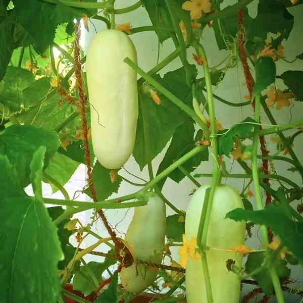 Crisp Salad Blonde Cucumber seeds ideal for backyard garden