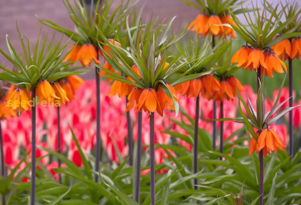 Crown Imperial Flower Seeds - Planting For Stunning Bell-Shaped Blooms