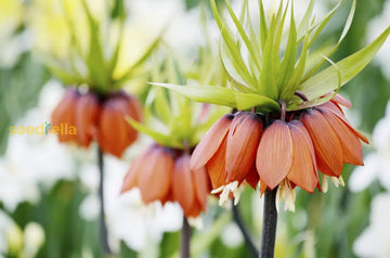 Crown Imperial Flower Seeds - Planting For Stunning Bell-Shaped Blooms