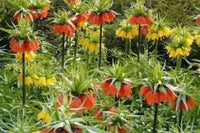 Crown Imperial Flower Seeds - Planting For Stunning Bell-Shaped Blooms
