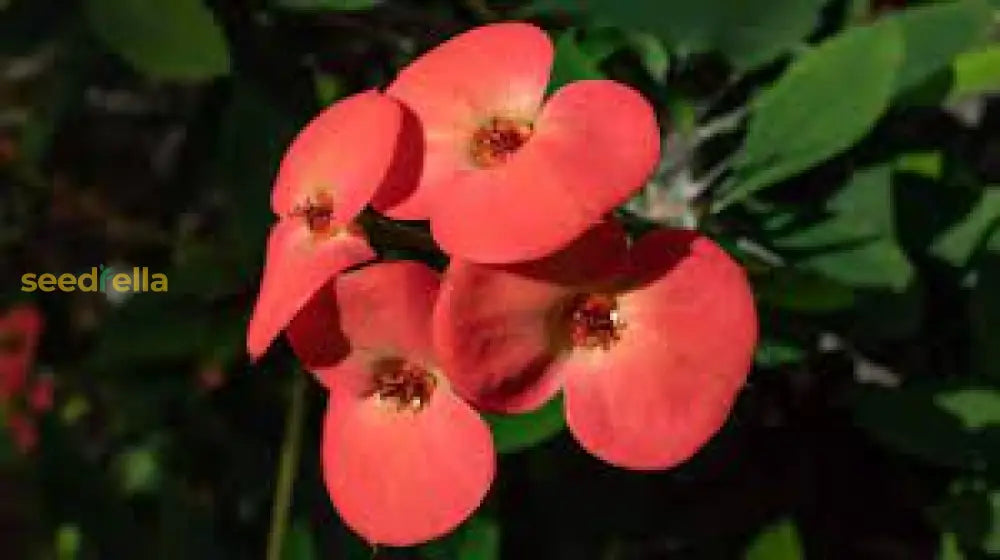 Crown Of Thorn Flower Seeds  Easy Planting For Vibrant Blooms