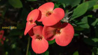 Crown Of Thorn Flower Seeds  Easy Planting For Vibrant Blooms