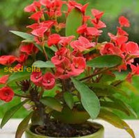 Crown Of Thorn Flower Seeds  Easy Planting For Vibrant Blooms
