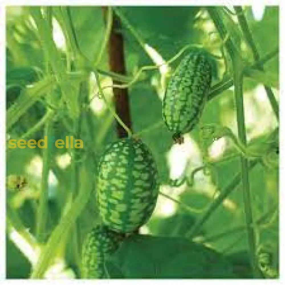 Cucamelon Seeds for Easy Planting: Grow Refreshing Fruits