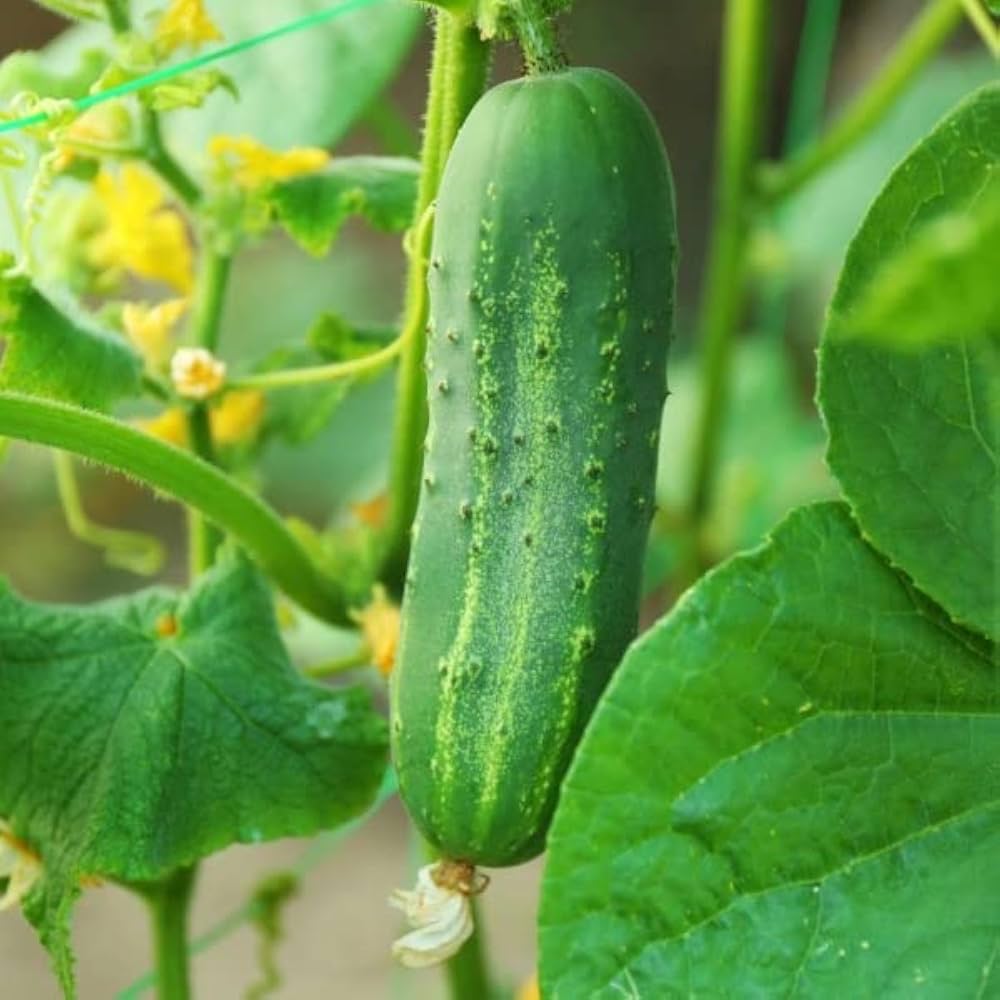 Cucumis sativus seedlings sprouting from Non GMO seeds