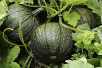Cucurbita pepo vine seeds for home garden
