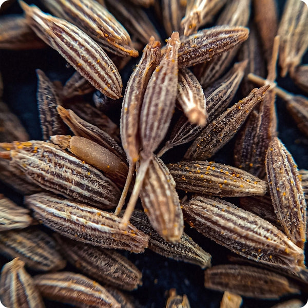 Cumin seeds Cuminum cyminum plant for sunny garden growing