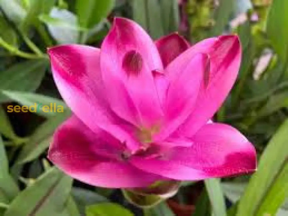 Curcuma Flower Seeds For Planting - Stunning Pink Blooms
