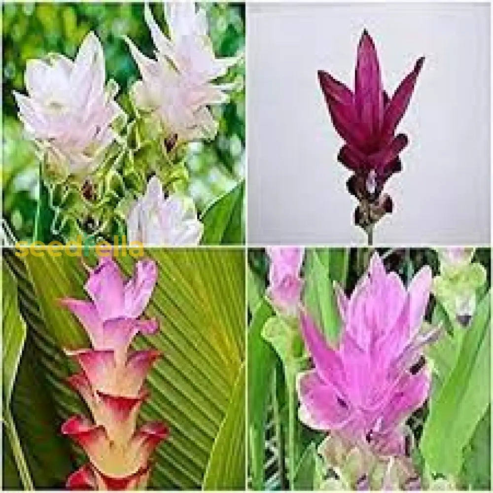 Curcuma Mix Flower Planting Seeds - Vibrant Tropical Blooms For Your Garden