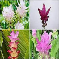 Curcuma Mix Flower Planting Seeds - Vibrant Tropical Blooms For Your Garden